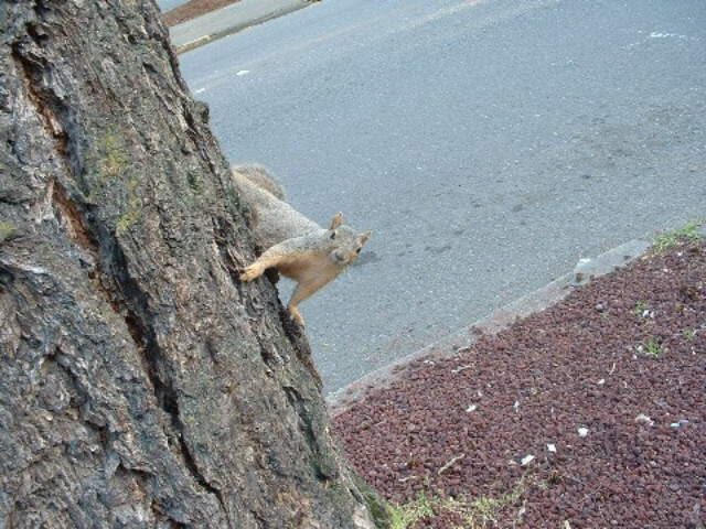 Curious squirrel